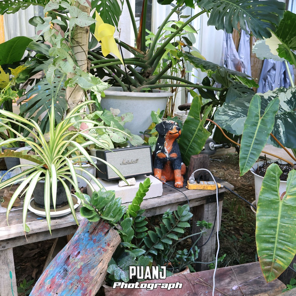 Triple.P Project ทริปเปิ้ลพี โปรเจกต์